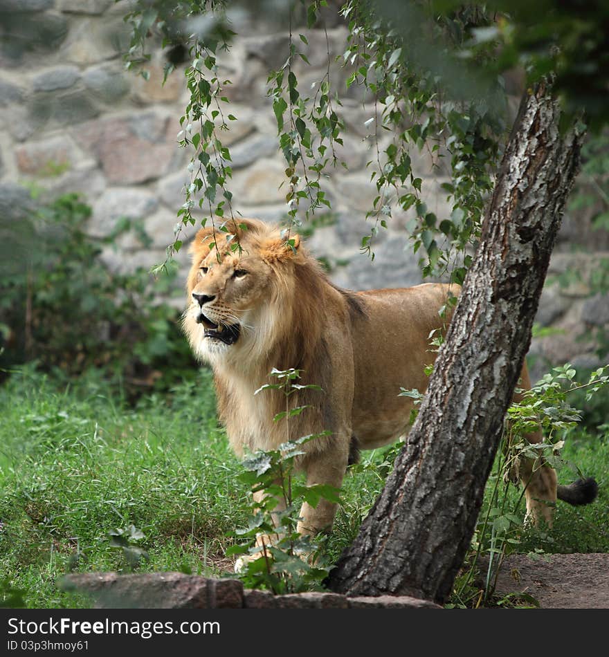 Lion portrait in the zoo