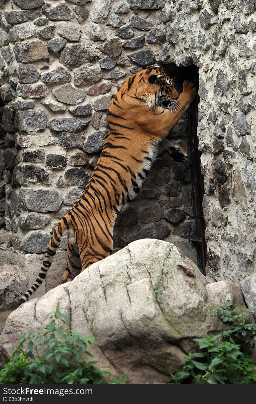 Tiger portret in the zoo