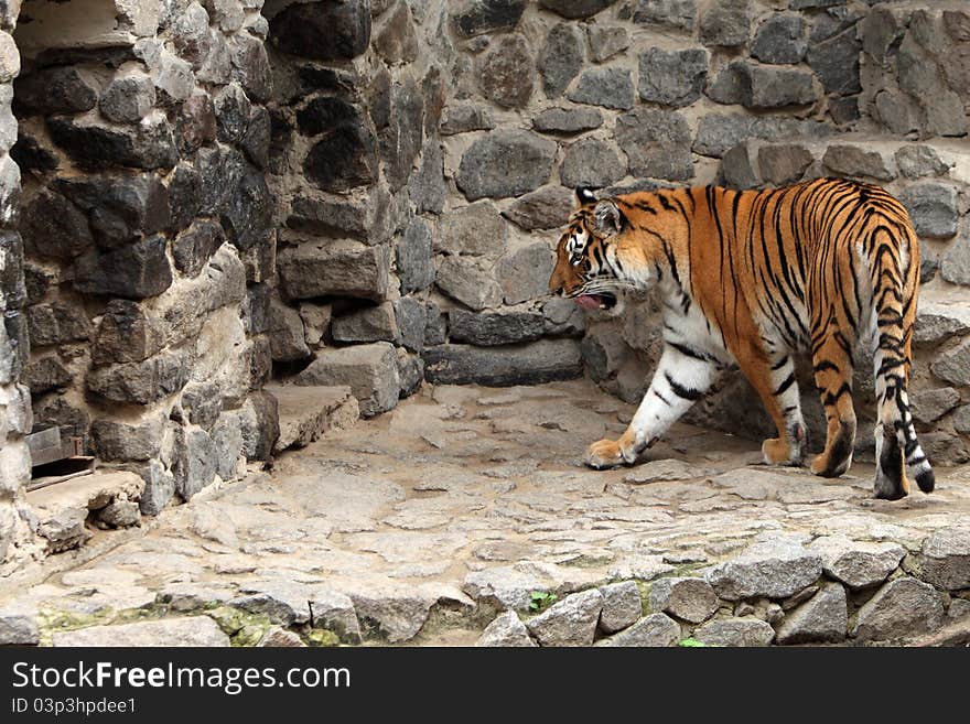 Tiger portrait in the zoo