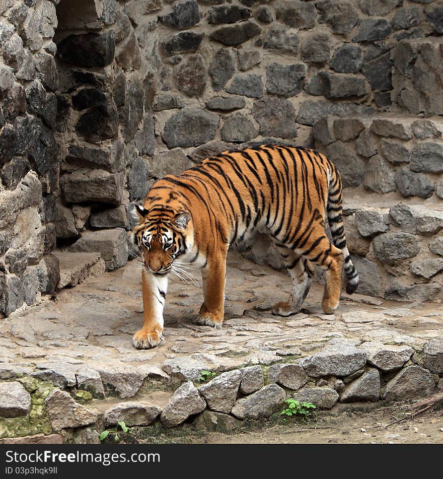 Tiger portret in the zoo