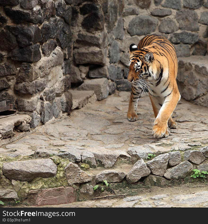 Tiger portret in the zoo