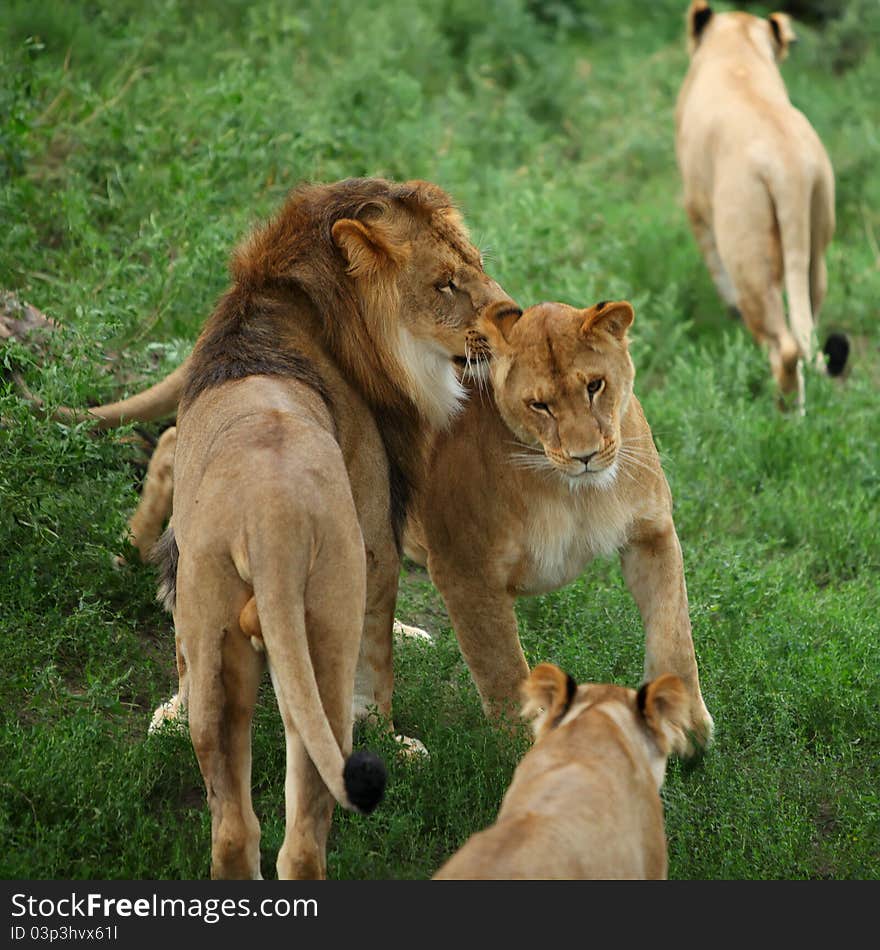 Lions portrait in the zoo. Lions portrait in the zoo