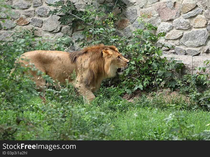 Lion portrait in the zoo