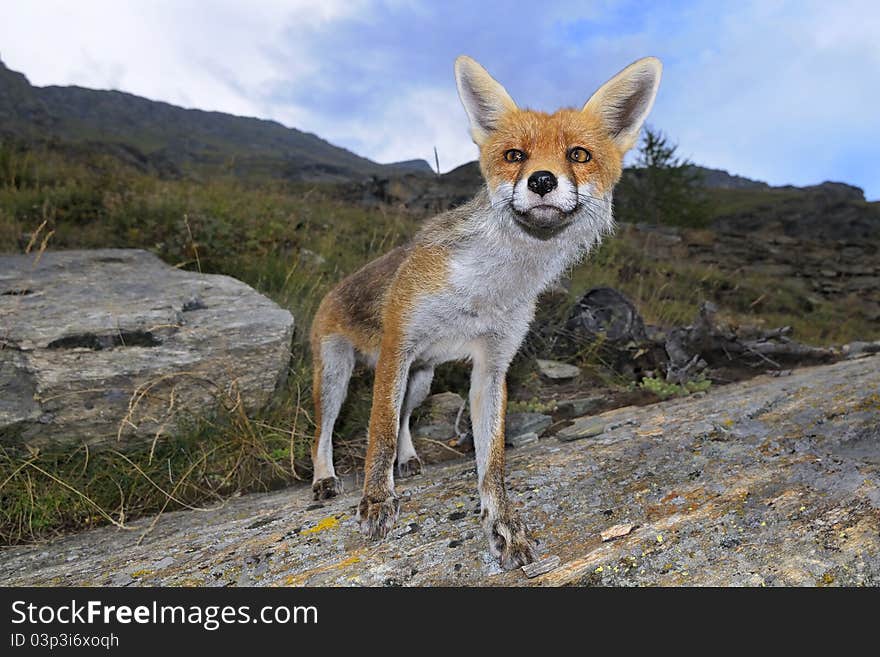 Frontal view of a red fox ( vulpes vulpes). Frontal view of a red fox ( vulpes vulpes)