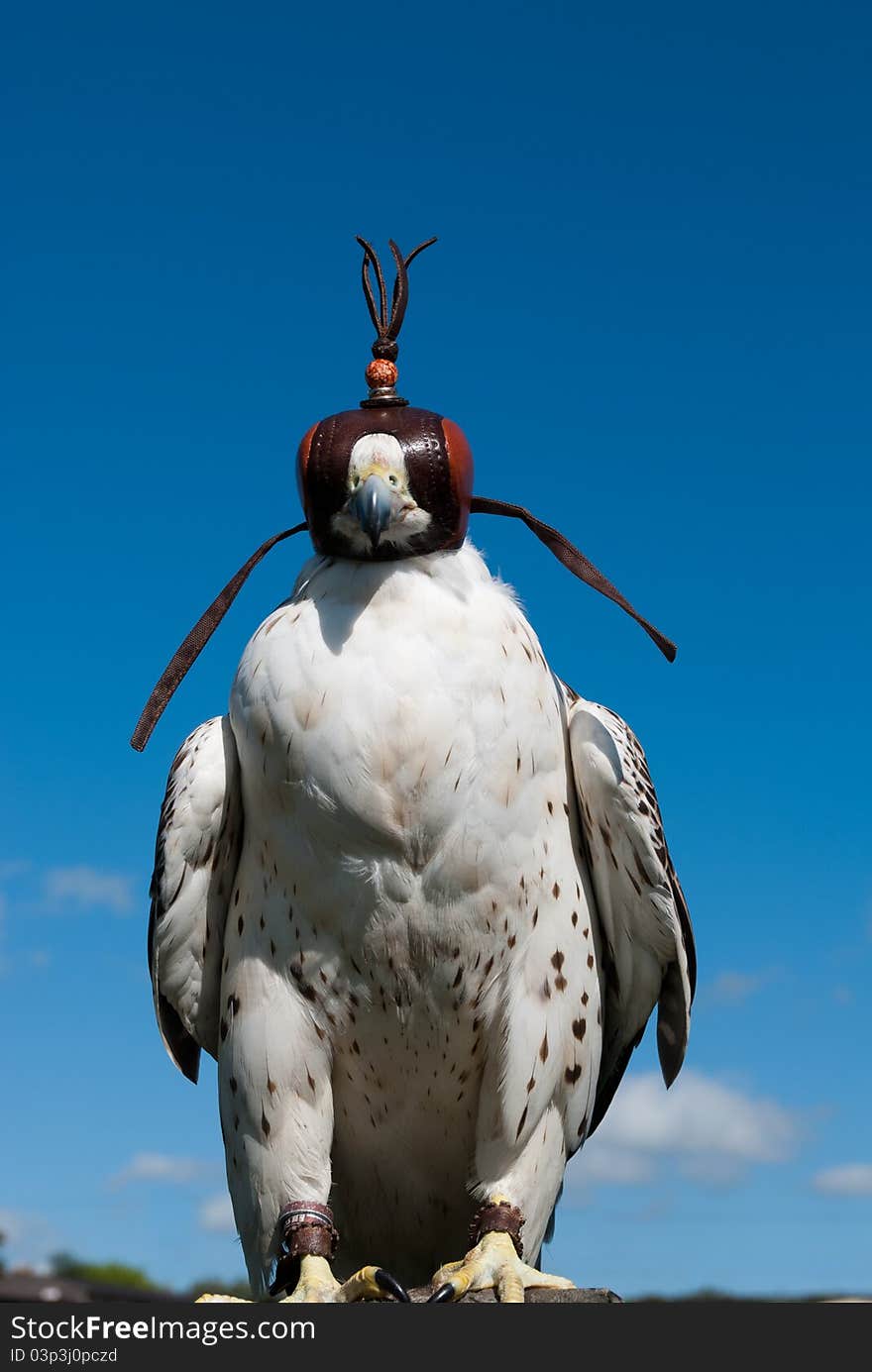 Hawk resting with falcon cap