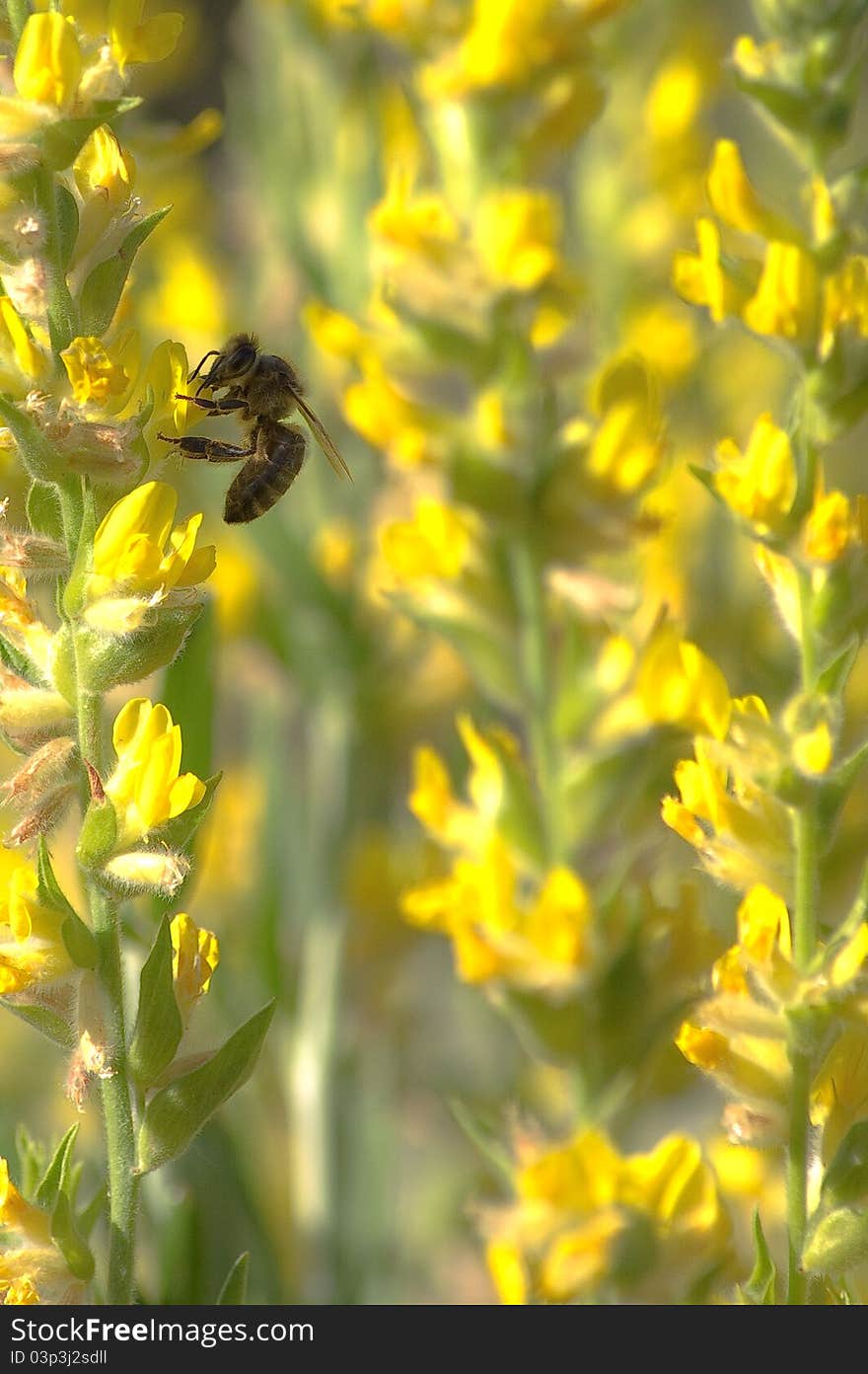 Bee In Yellow