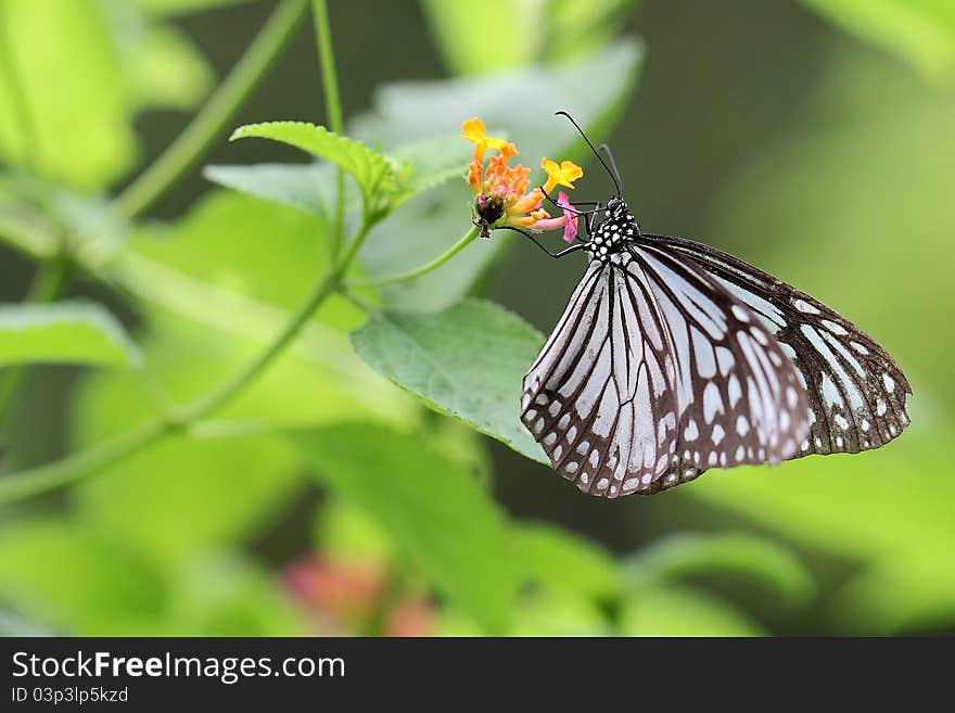 The butterfly fall a plant, shoot it in a garden. The butterfly fall a plant, shoot it in a garden