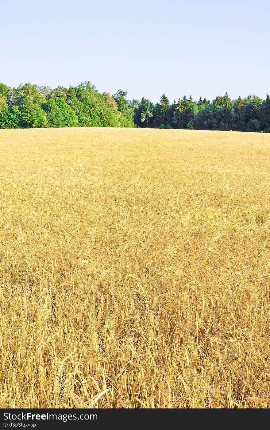 Field of ripe wheat on a hill. Field of ripe wheat on a hill