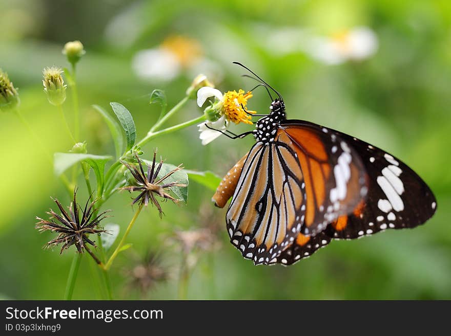 The butterfly on chrysanthemum , shoot it in a garden. The butterfly on chrysanthemum , shoot it in a garden