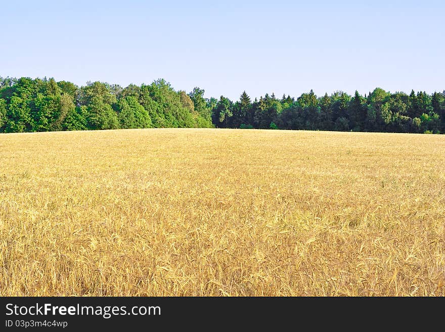 Field of ripe wheat on a hill. Field of ripe wheat on a hill