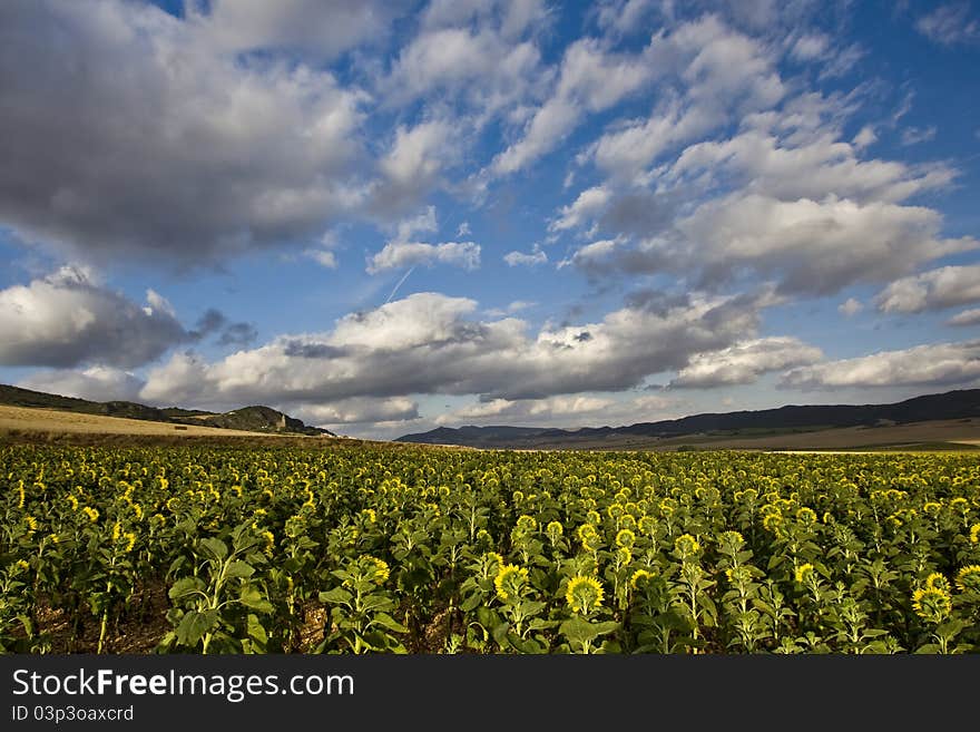 Yellow field