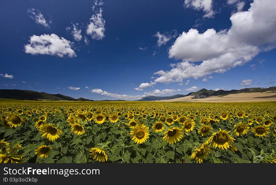 Field of sunflowers