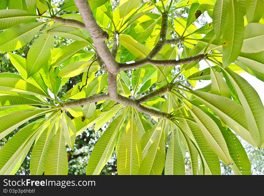 Under the Leelawadee tree