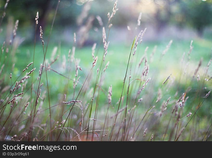 Dry grass at sunset and bokeh