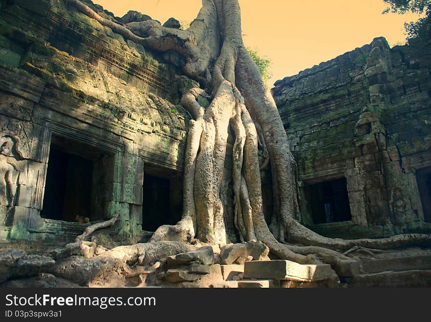 Tree growing on Ta Prom temple