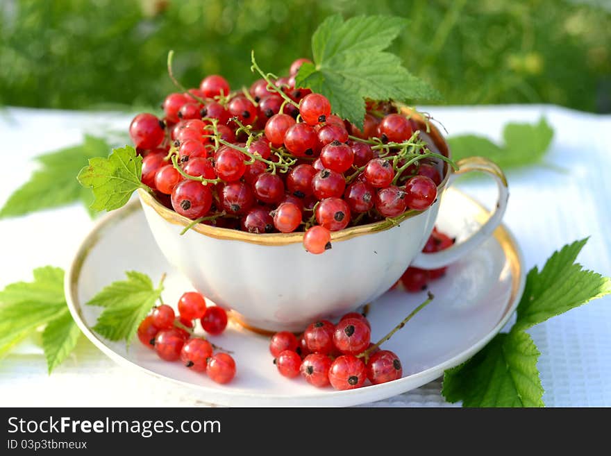 Redcurrant