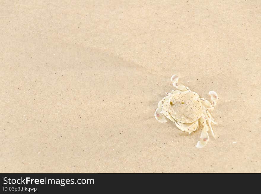 Dead crab on the beach ,sand background