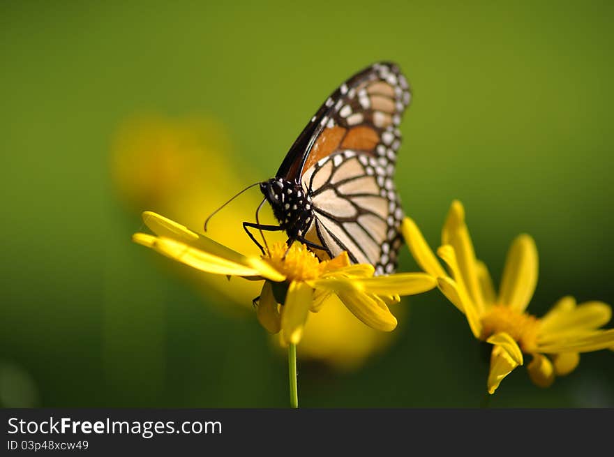 A Monarch butterfly on a yellow flower with a green background. A Monarch butterfly on a yellow flower with a green background.