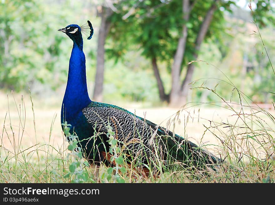 A peacock with black and blue plumes and a white stripe under it's eye walking in the weeds. A peacock with black and blue plumes and a white stripe under it's eye walking in the weeds.