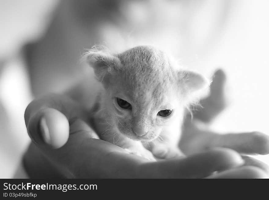 Cute Sphinx kitty in human hands.