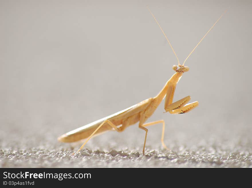 An albino praying mantis on a stucco wall. An albino praying mantis on a stucco wall.