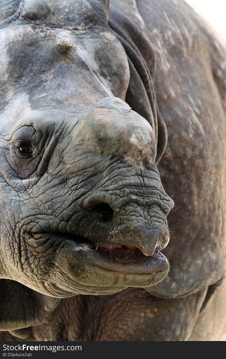 Close Up Detail Portrait Of Indian Rhino Face. Close Up Detail Portrait Of Indian Rhino Face