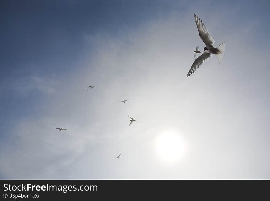 Arctic tern flying - Svalbard