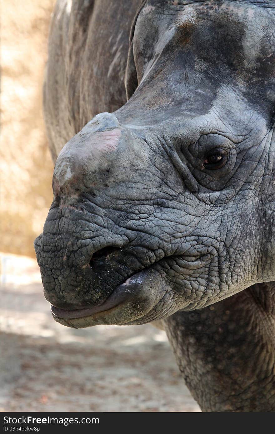 Close Up Detail Profile Portrait Of Indian Rhino Face. Close Up Detail Profile Portrait Of Indian Rhino Face