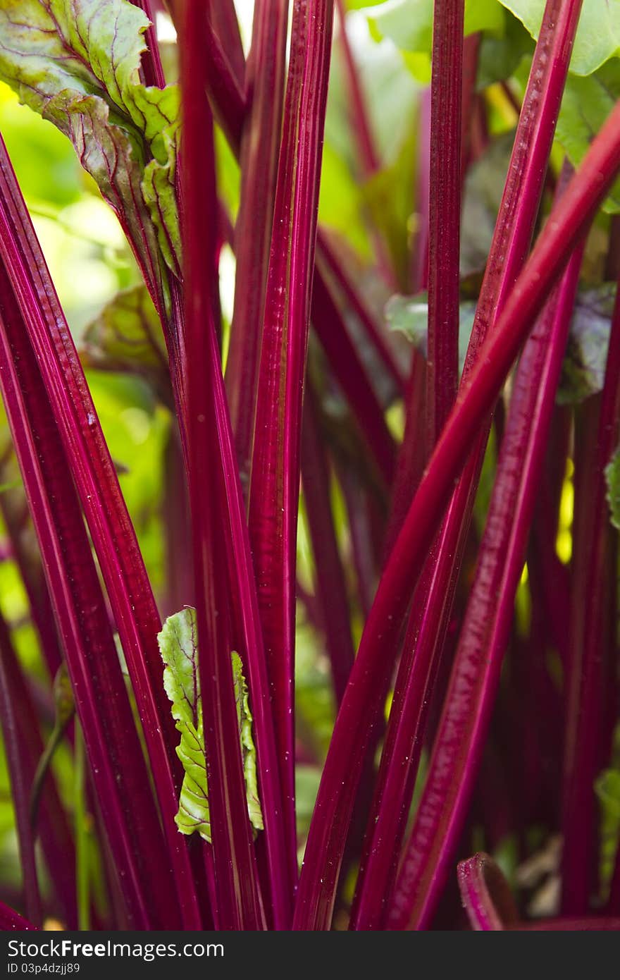 Close-up of bunch young beetroot stem. Close-up of bunch young beetroot stem