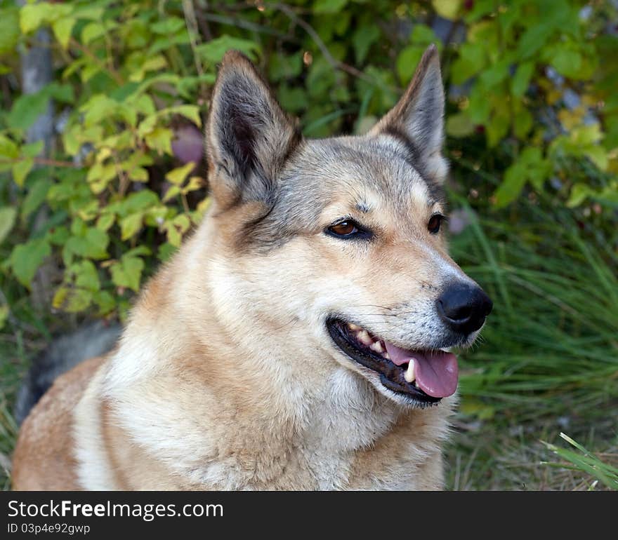 Portrait of a happy dog on a background of green grass