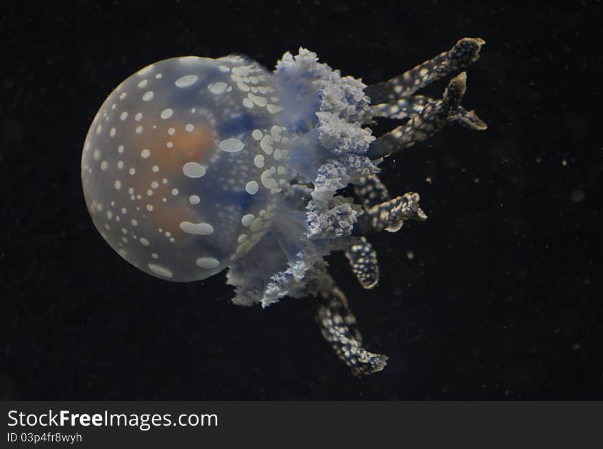 A jellyfish swimming in Monterey, California. A jellyfish swimming in Monterey, California