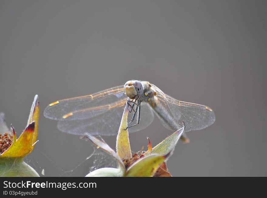 A gray and yellow dragonfly hanging from a leaf on a plant with a soft blurred bokeh background in gray.