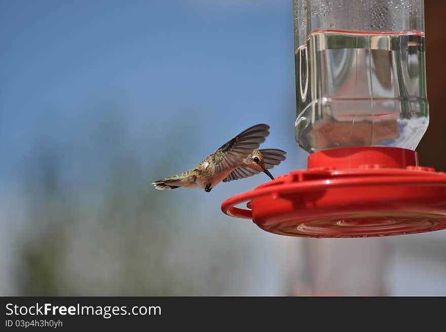 A hummingbird feeding from a red bird feeder with clear food in it. A hummingbird feeding from a red bird feeder with clear food in it.