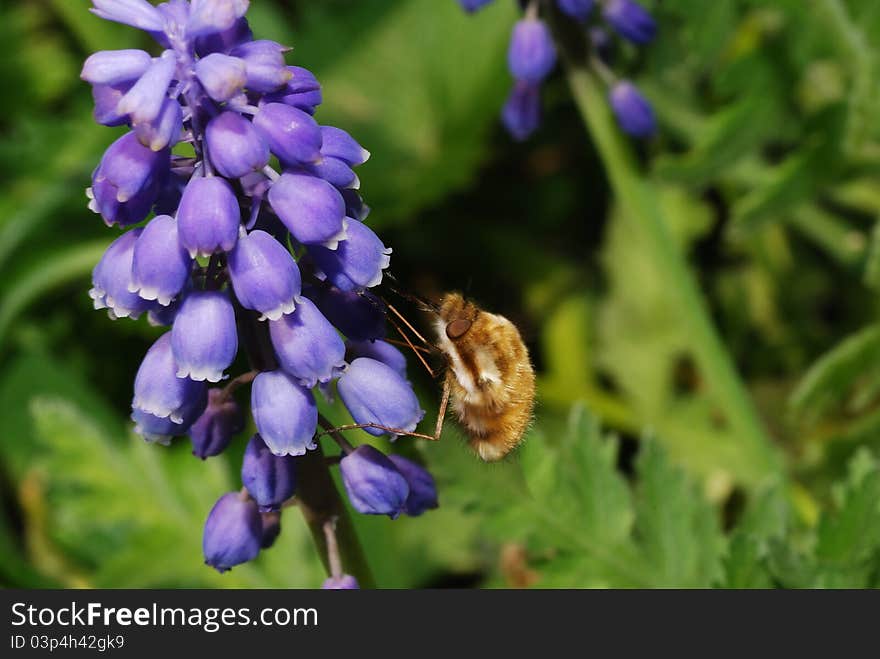 Bumblebee sucks at a bloom in spring