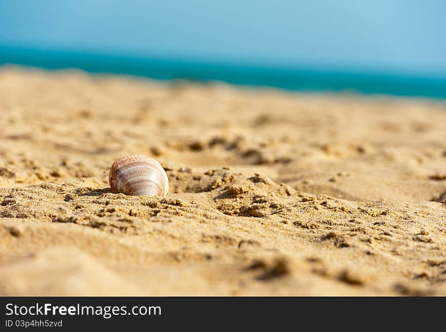 Shell in wet sand on the beach