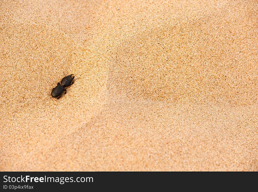 Little black worm on the sand