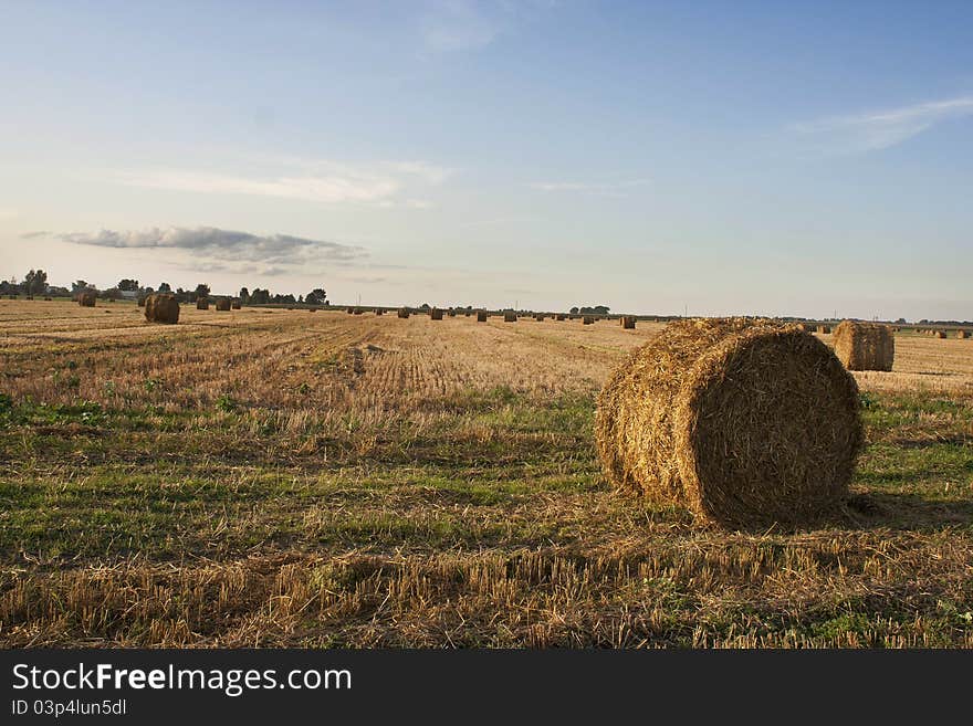 Autumn field