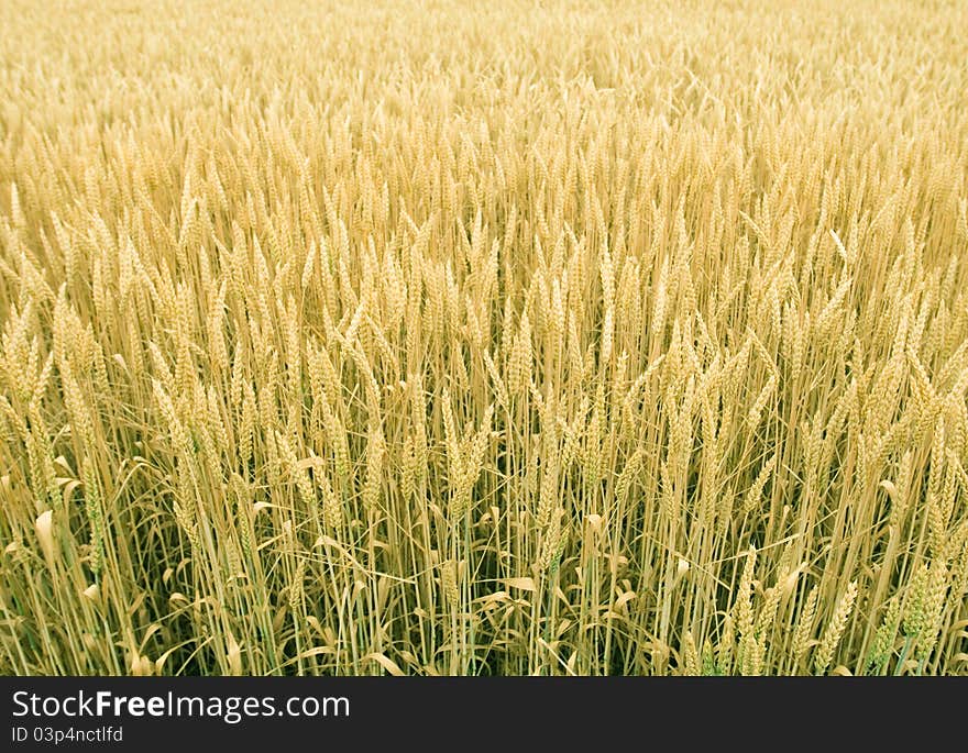 Field Of Wheat