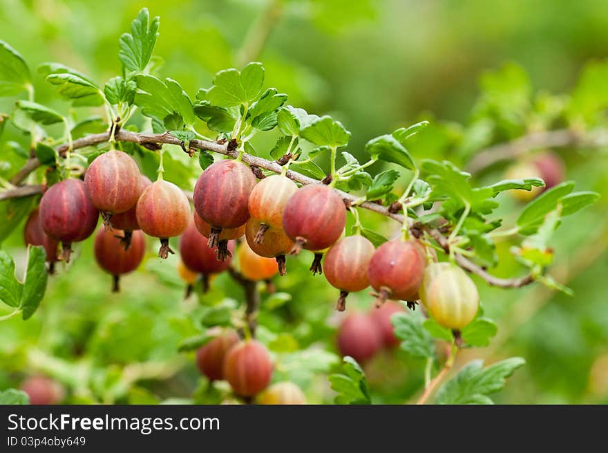 Gooseberries