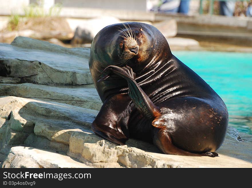 Seal sits on rocks and scratches