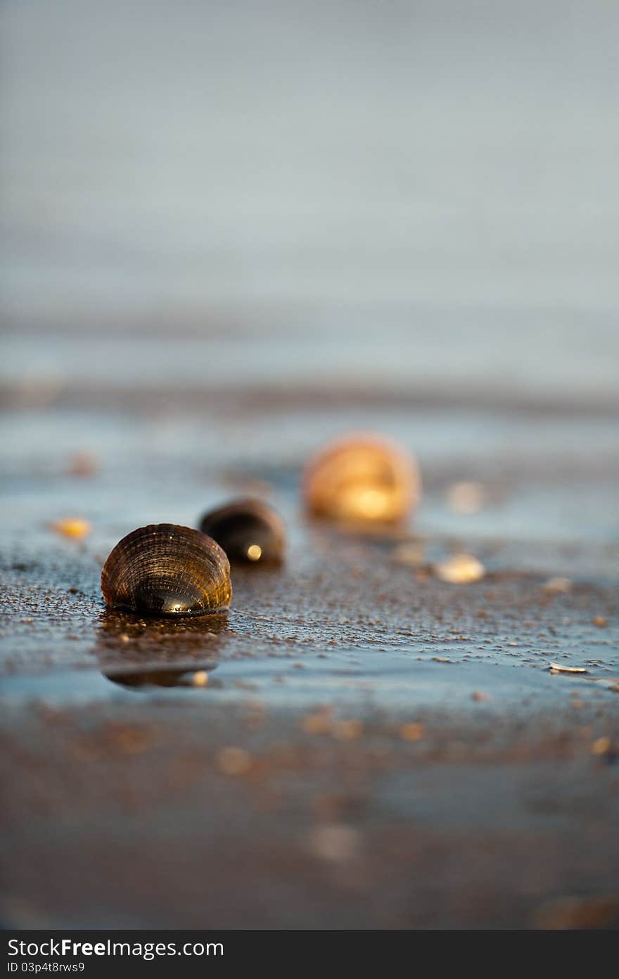 Shell in wet sand on the beach