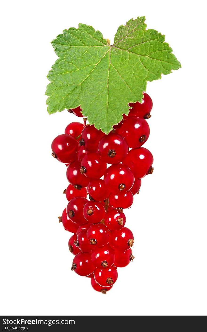 Ripe Currant