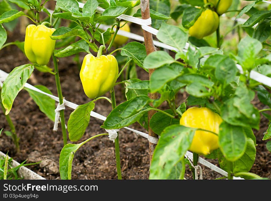 Some ripening sweet pepper on the bush in a kitchen garden