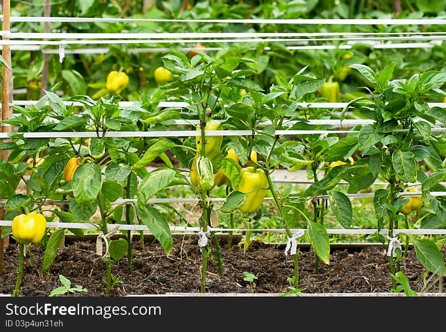 Some ripening sweet pepper on the bush in a kitchen garden