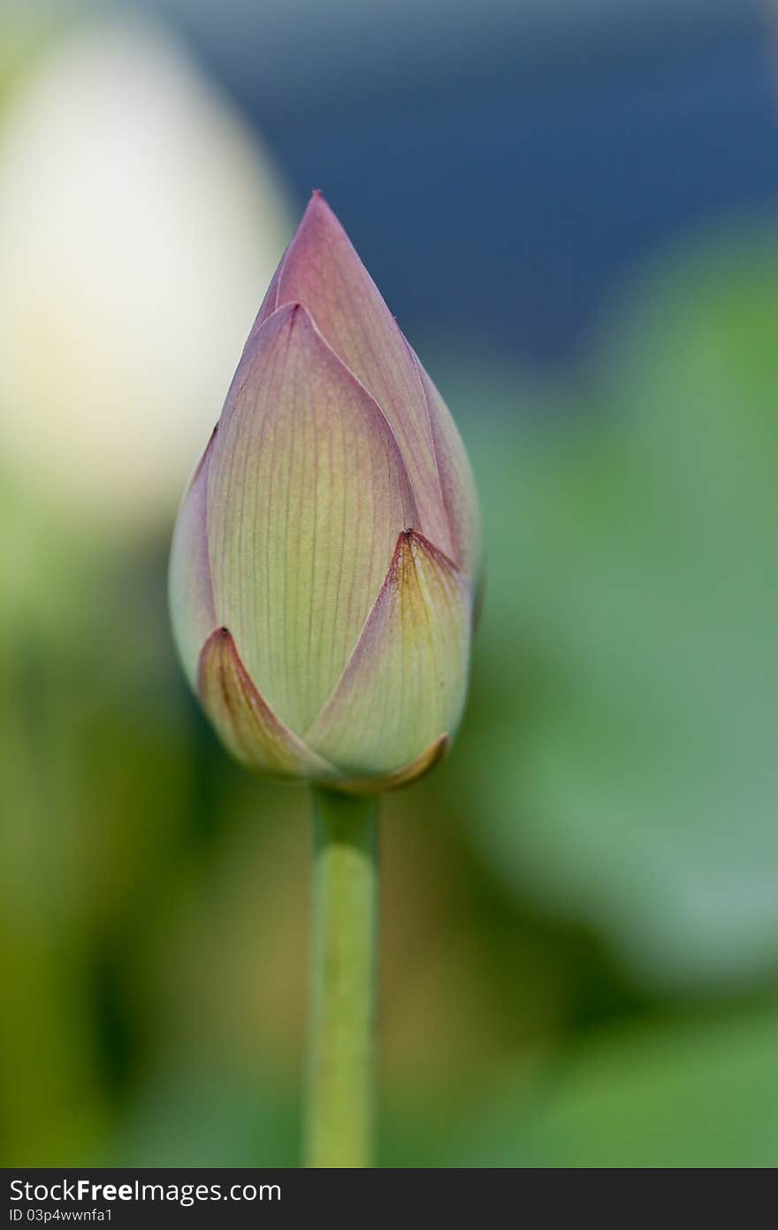 A rosebud in bloom in a garden