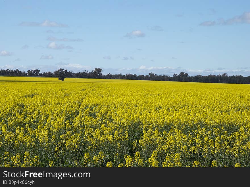 A canola crop on an Australian farm. A canola crop on an Australian farm