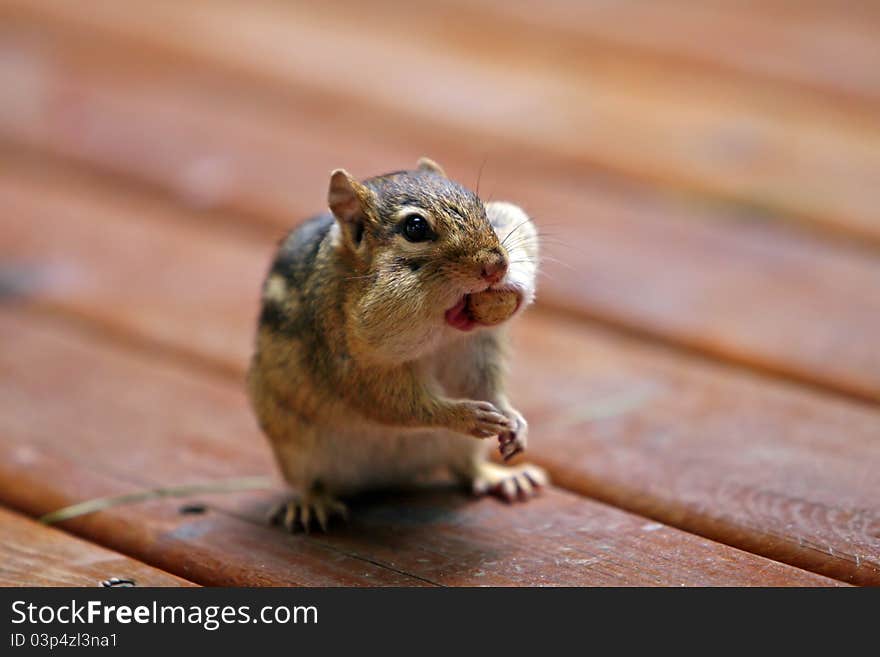 Chipmunk eating a very large peanut. Chipmunk eating a very large peanut