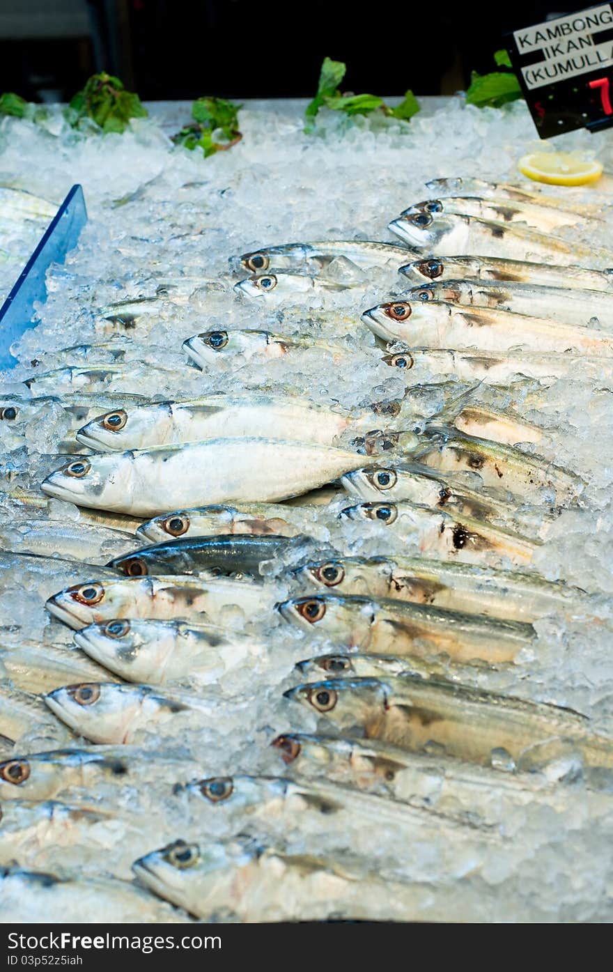 A fresh chilled Indian mackerel or faughni mackerel on ice at the fish market. A fresh chilled Indian mackerel or faughni mackerel on ice at the fish market