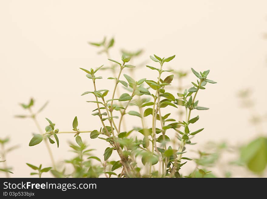 Macro shot of freshly growing thyme. Macro shot of freshly growing thyme.