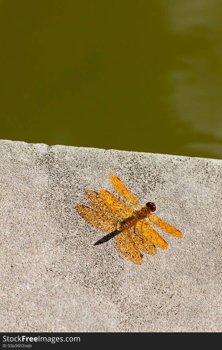 Bright orange Dragonfly by the pond. Bright orange Dragonfly by the pond.